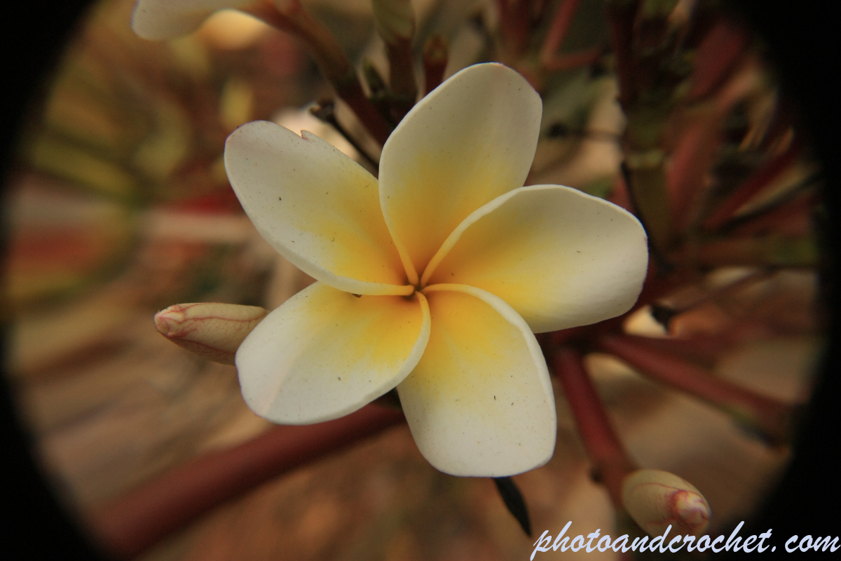 Frangipani - Image