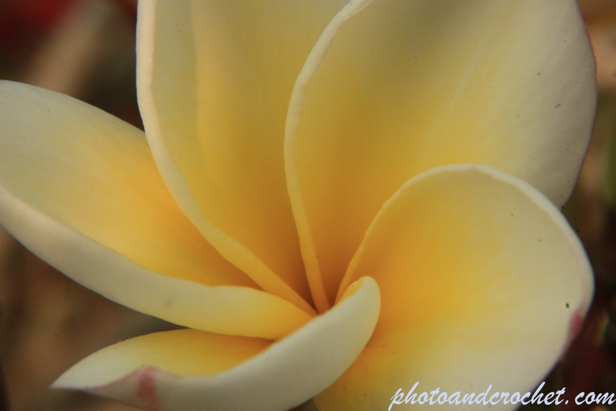 Frangipani - Image