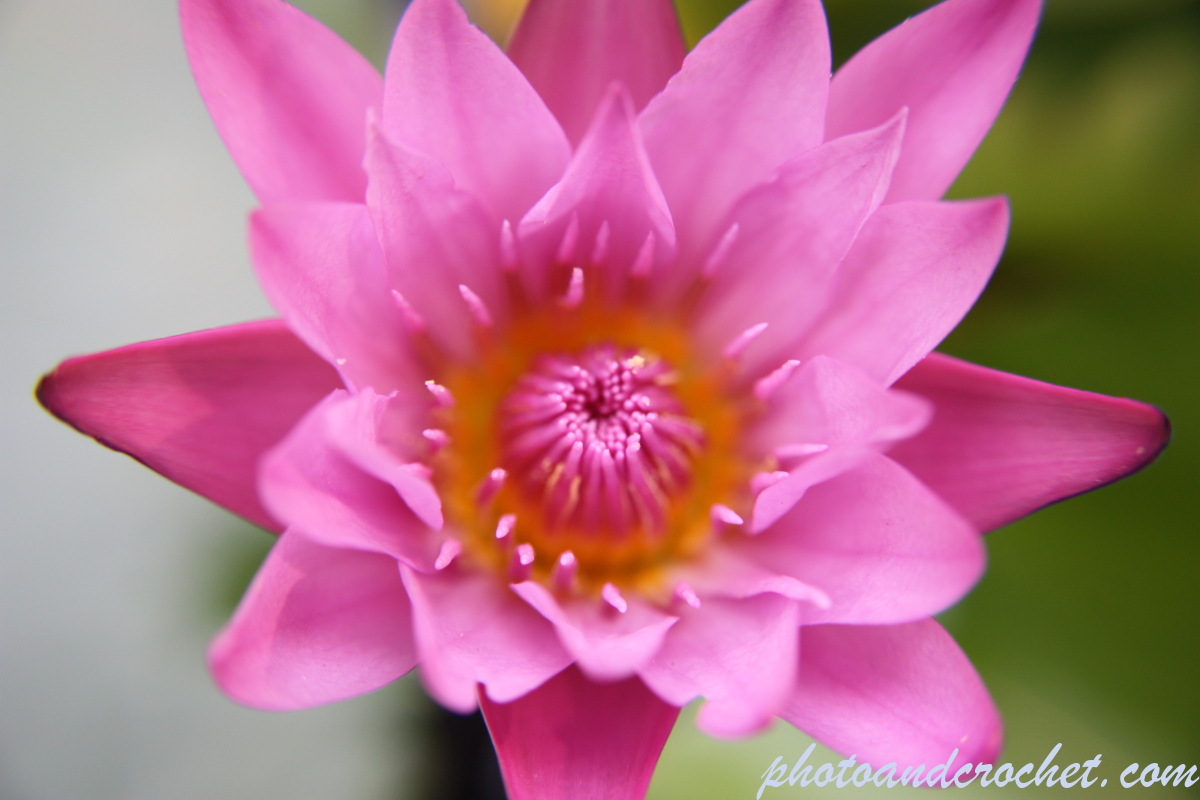 Tropical Water-Liliy - Image