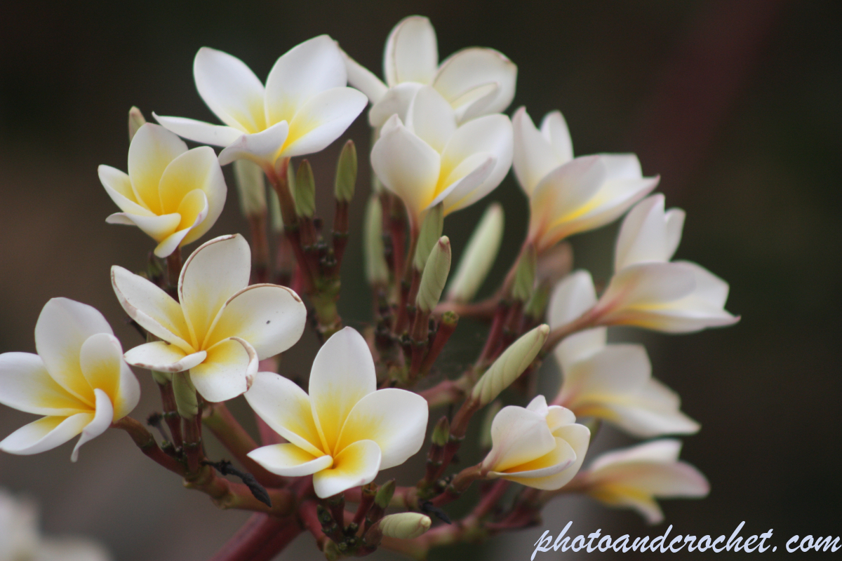 Frangipani - Image