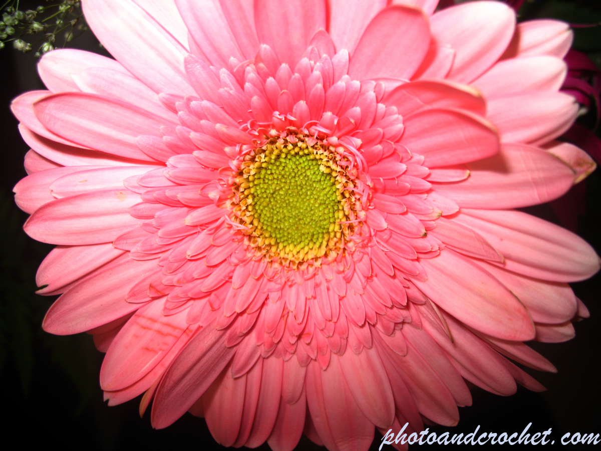 Stemless Atractylis - Image