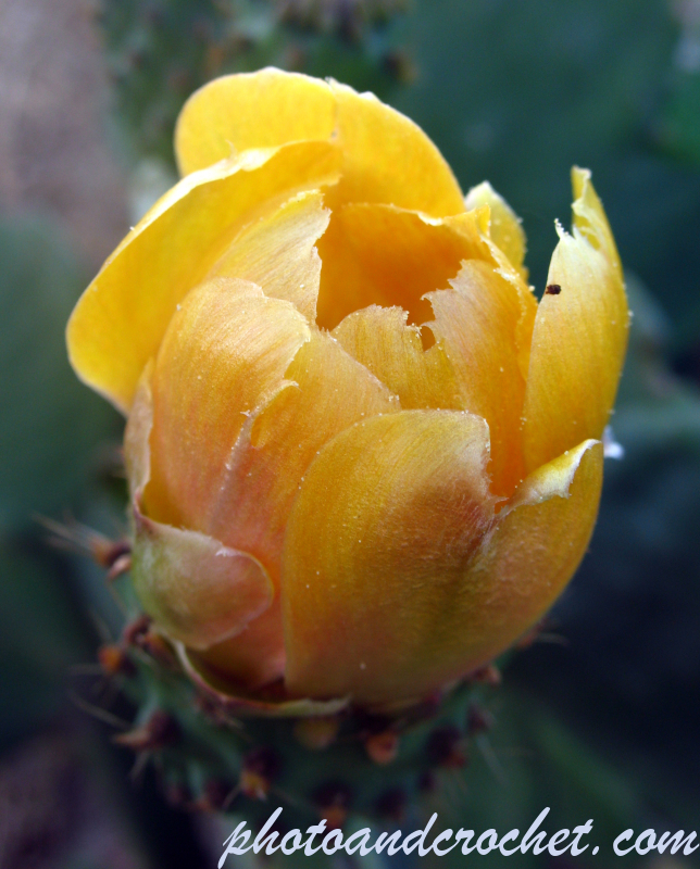 Prickly Pear - Image