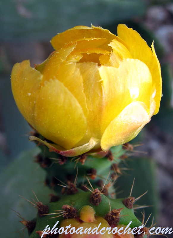Prickly Pear - Image