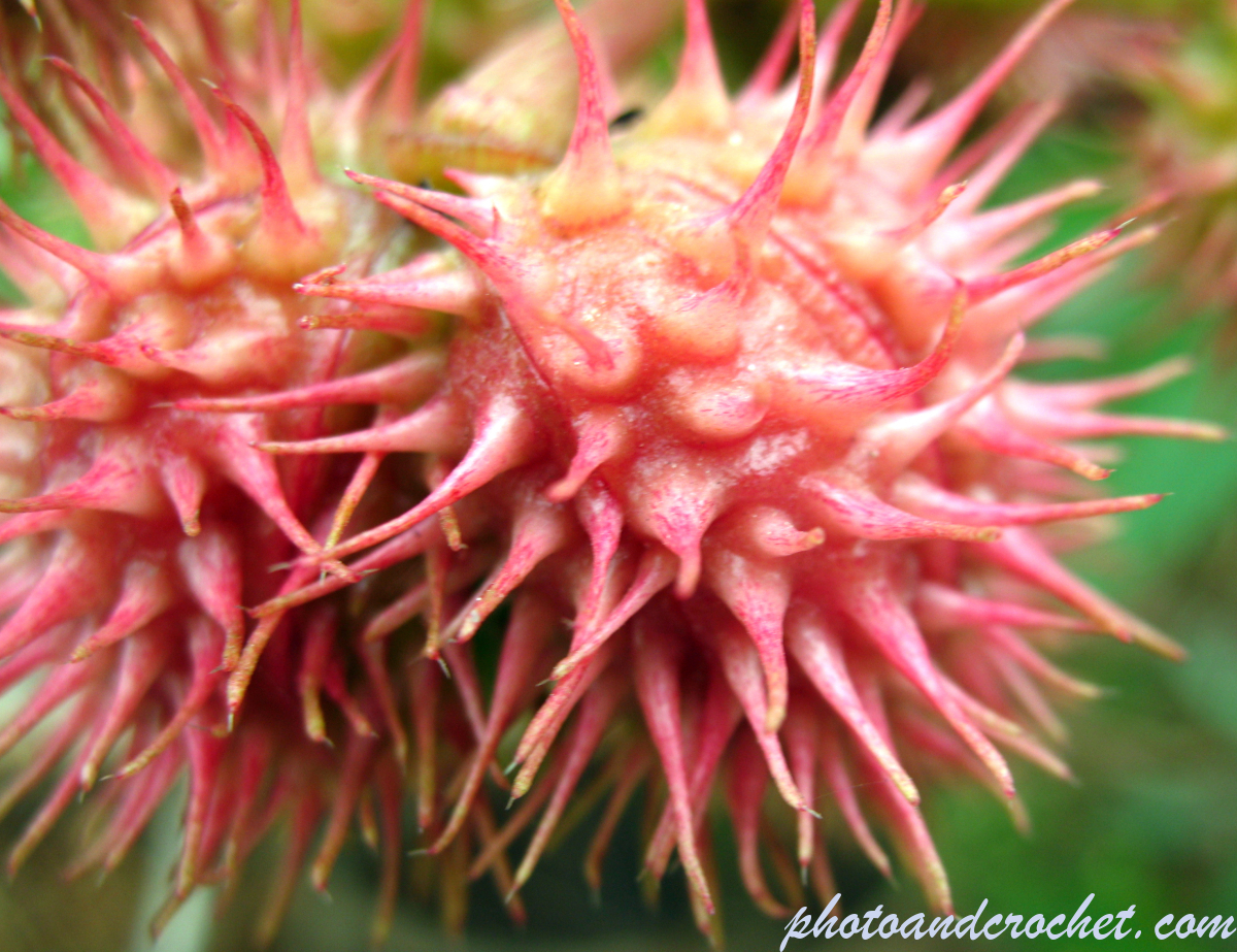 Milk Thistle - Image