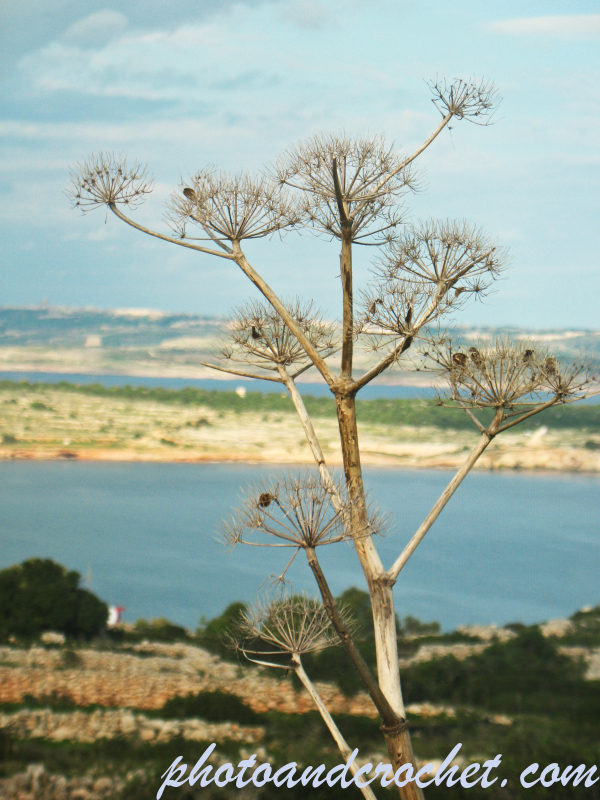 Autumn Flower - Image