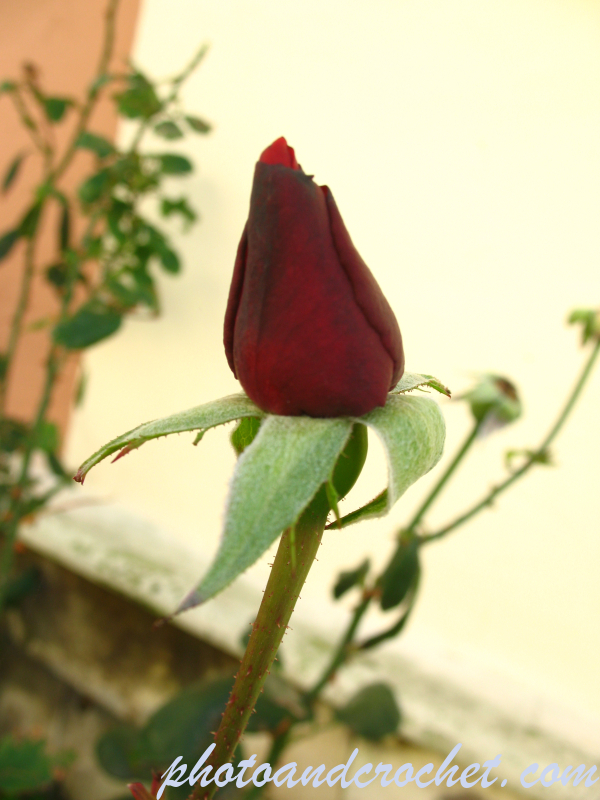 Rose - Image
