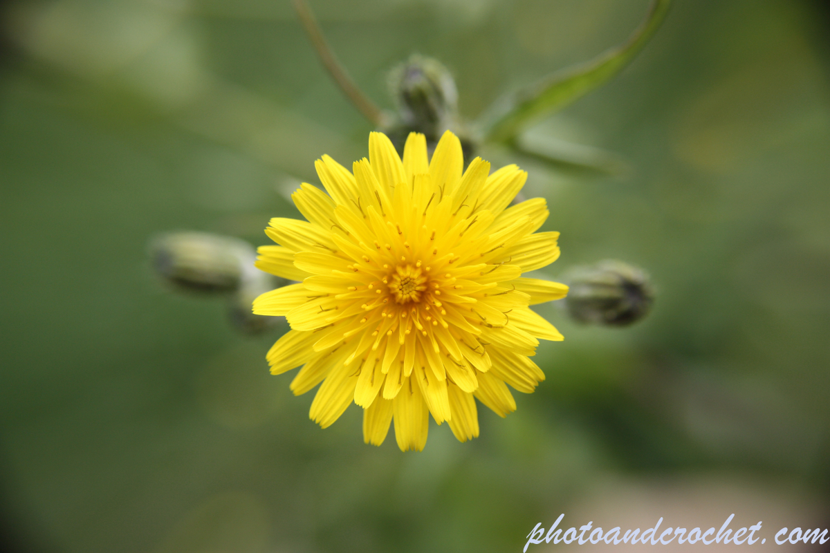 Bristly Oxtongue - Image