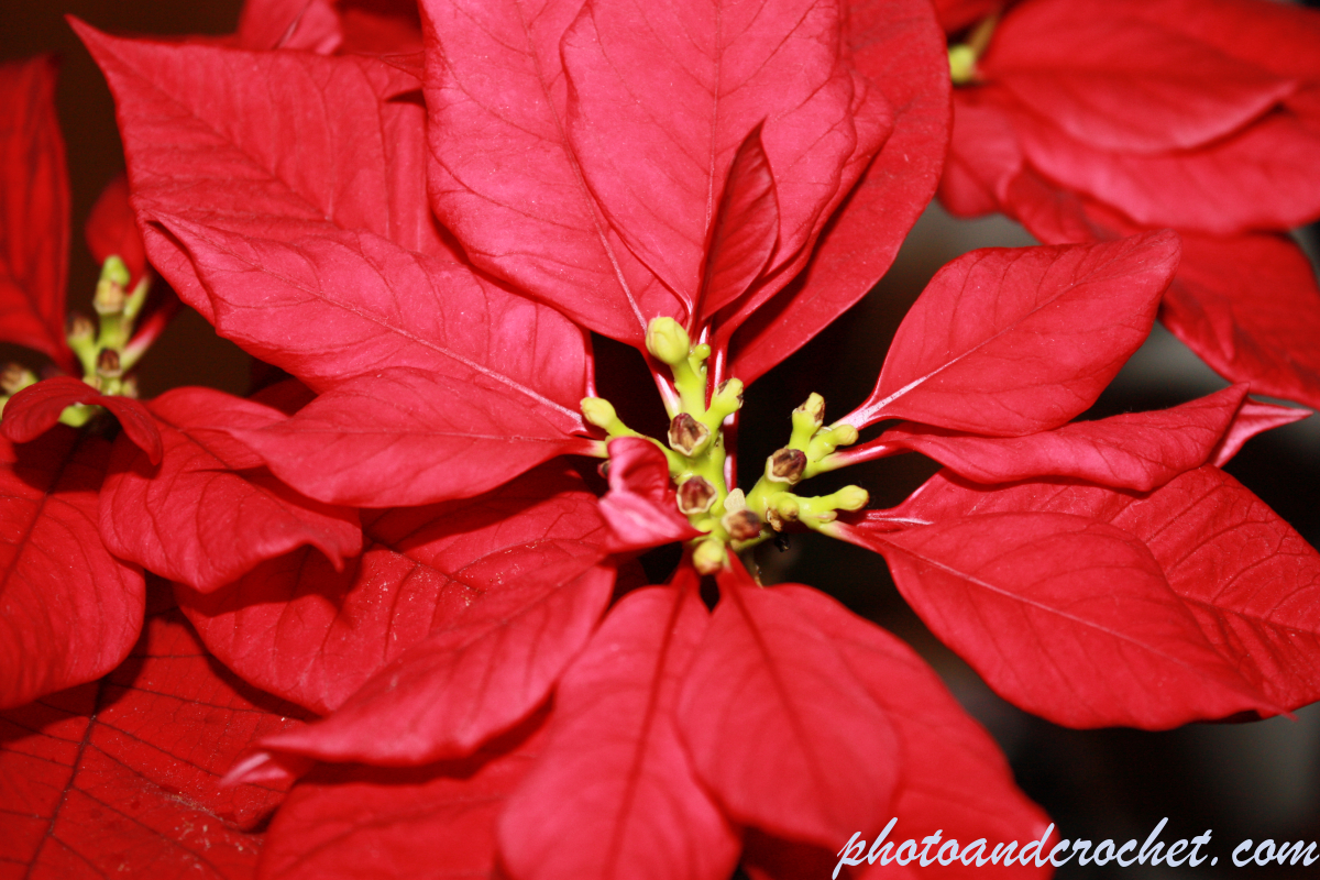 Christmas Flower - Image