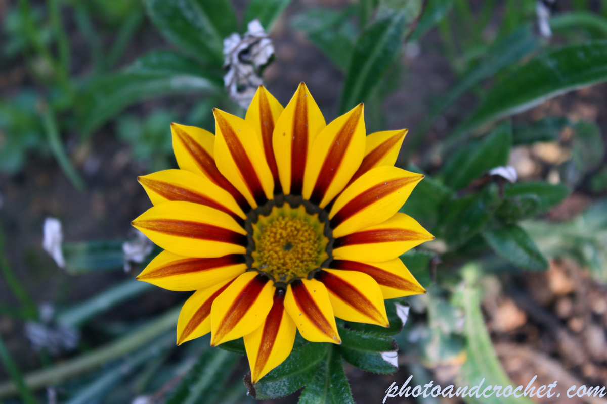 Beauty in yellow - Image
