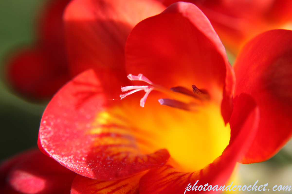 Stinking Bean Trefoil - Image