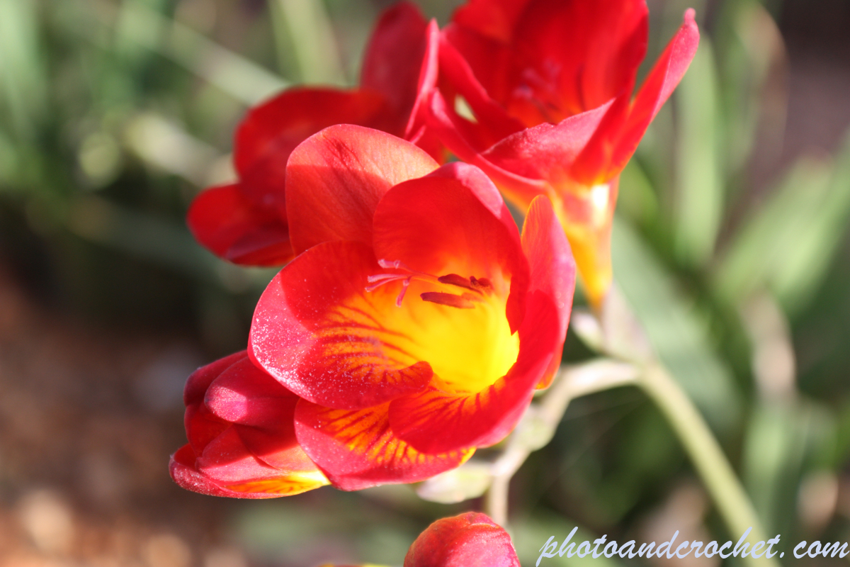 Stinking Bean Trefoil - Image