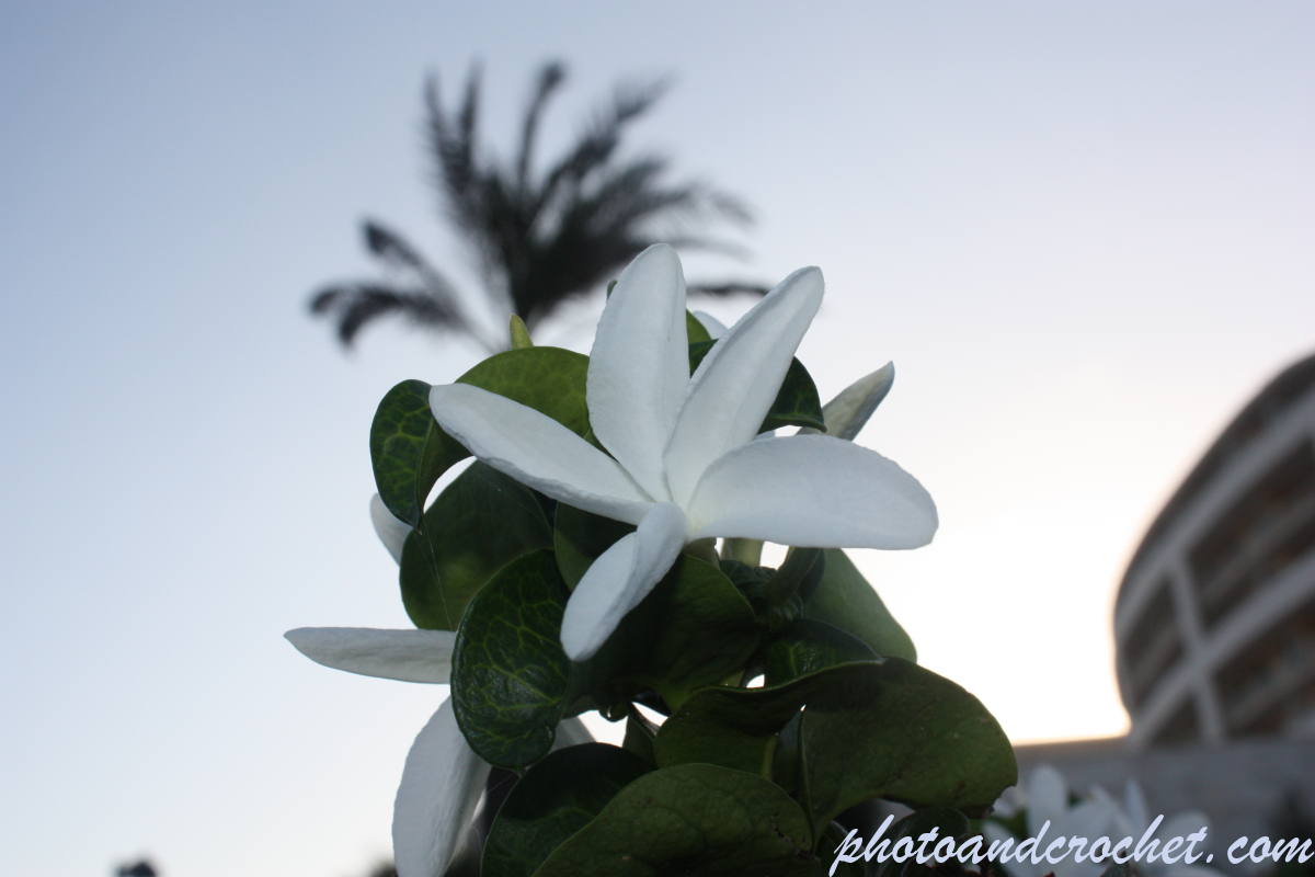Azores Jasmine - Image
