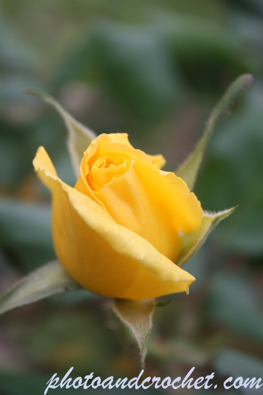 Rose - Image
