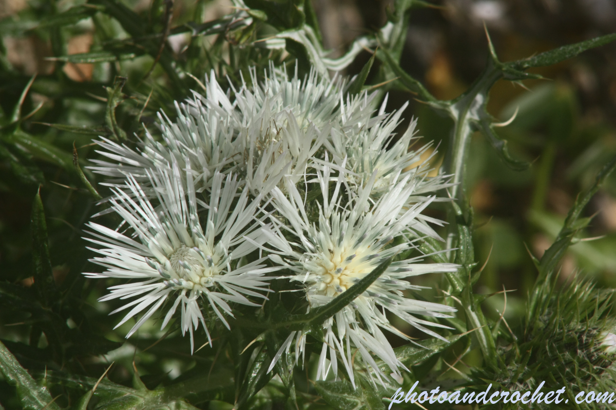 Mediterranean Thistle - Image