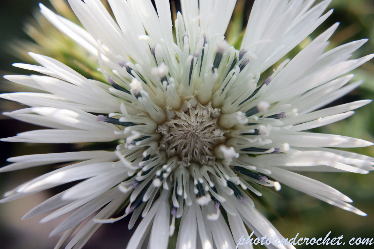 Mediterranean Thistle - Image