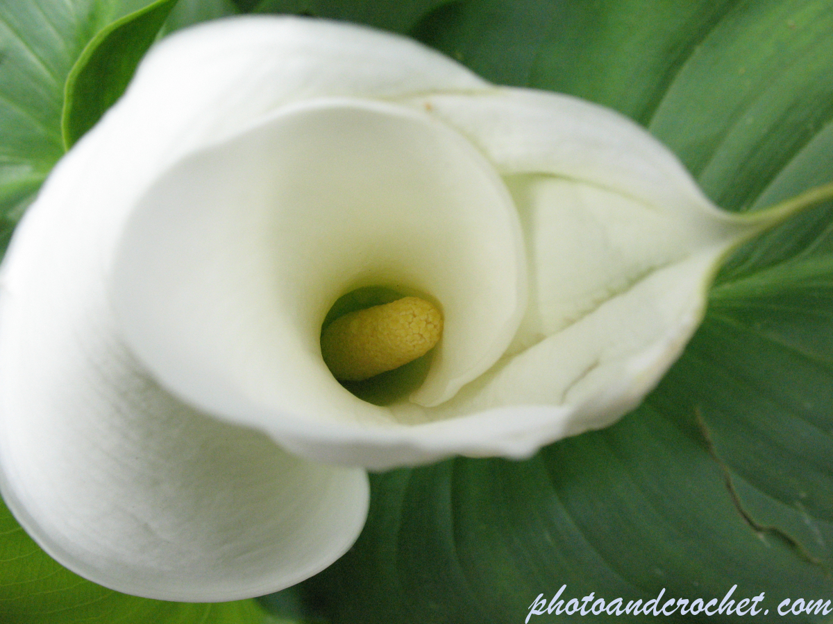 Arum Lily - Image
