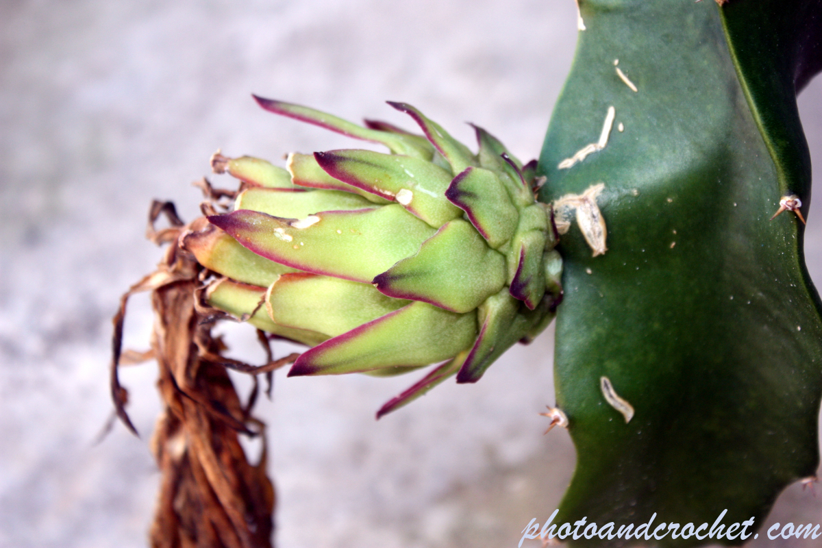 Dragon fruit - Image