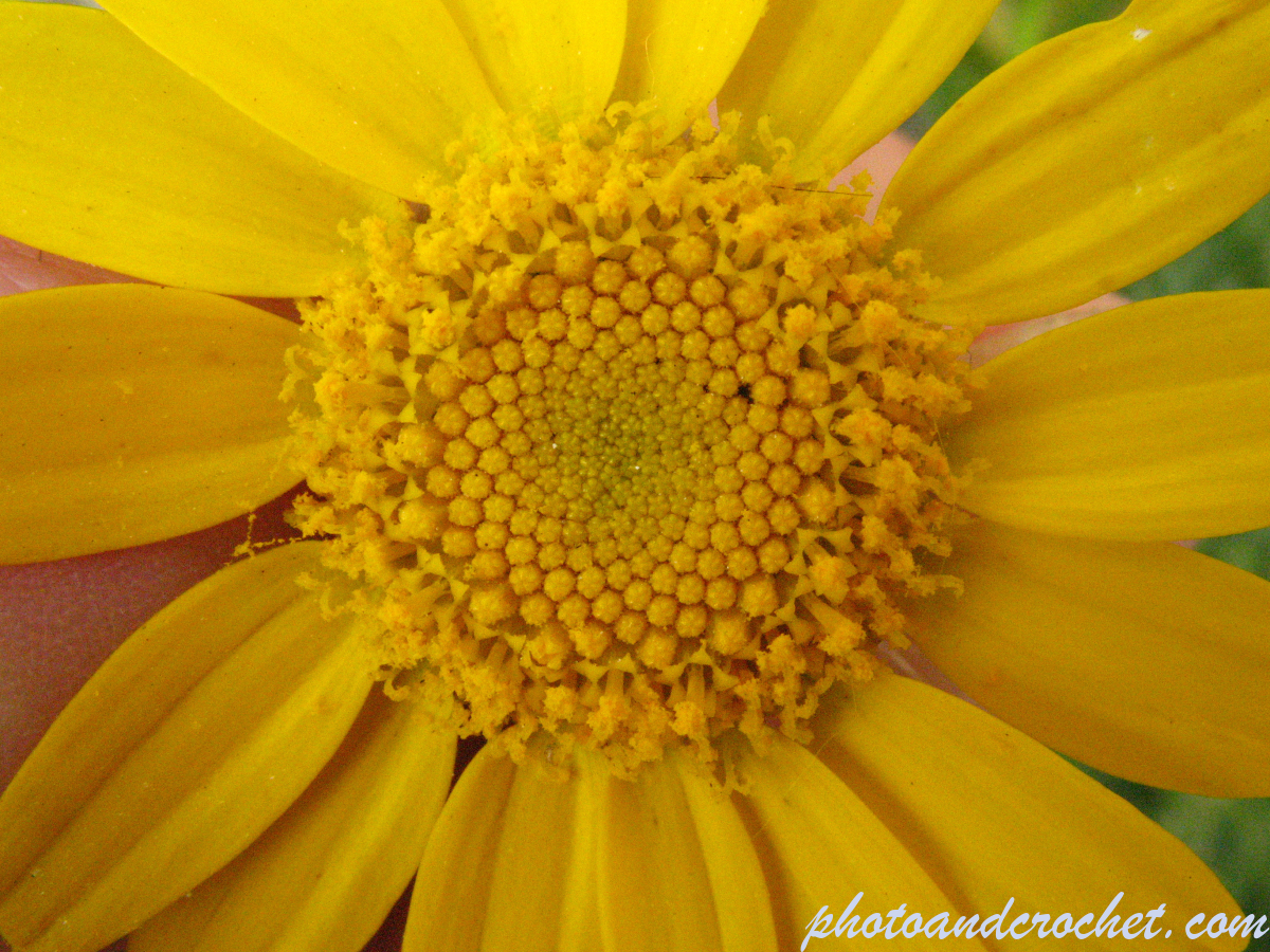 Crown Daisy - Image