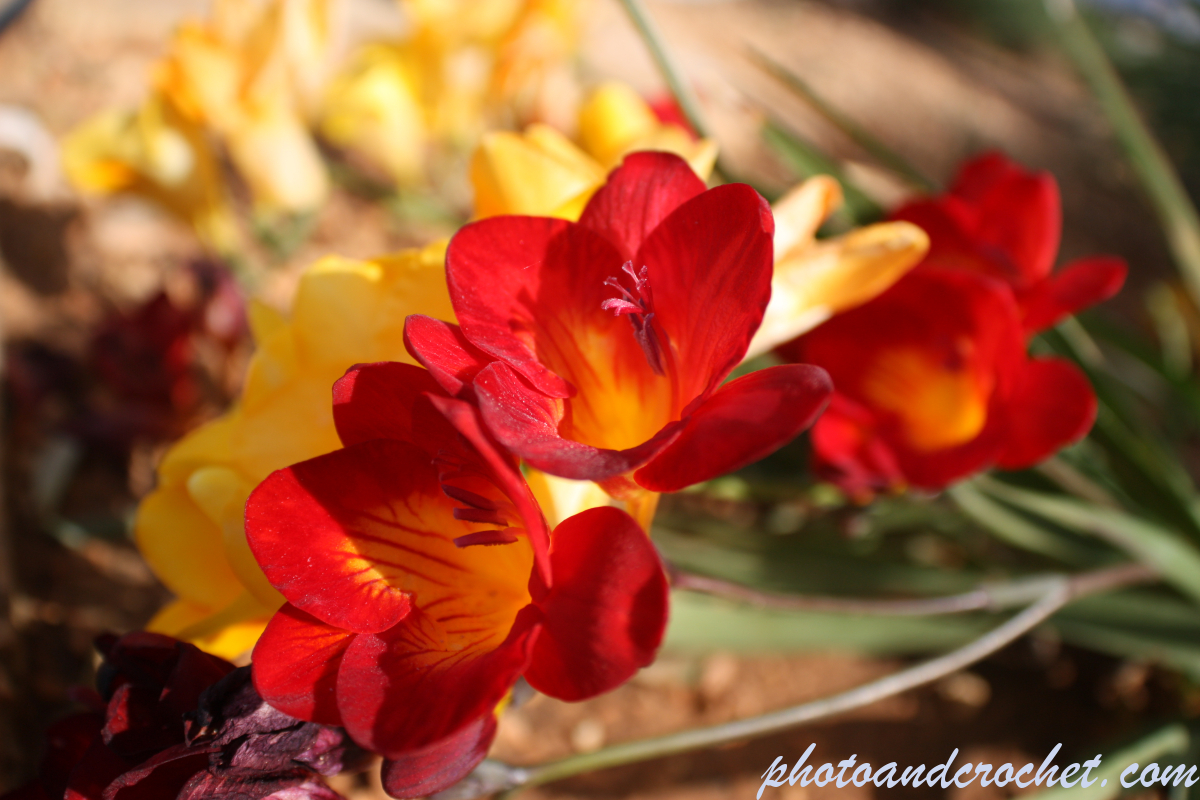 Stinking Bean Trefoil - Image