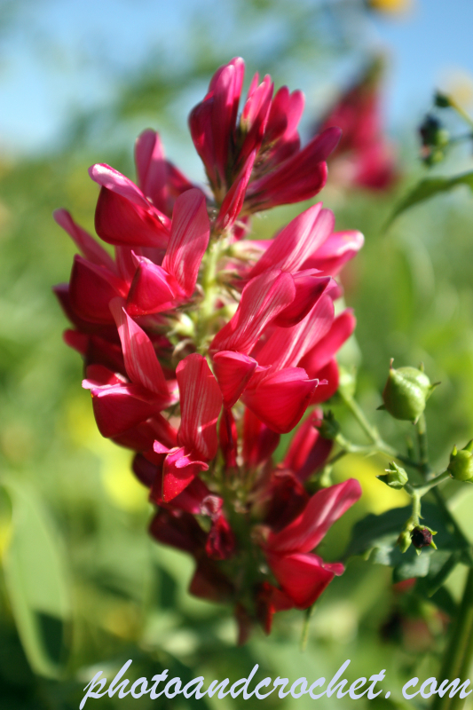 Reddish blooming plant - Image