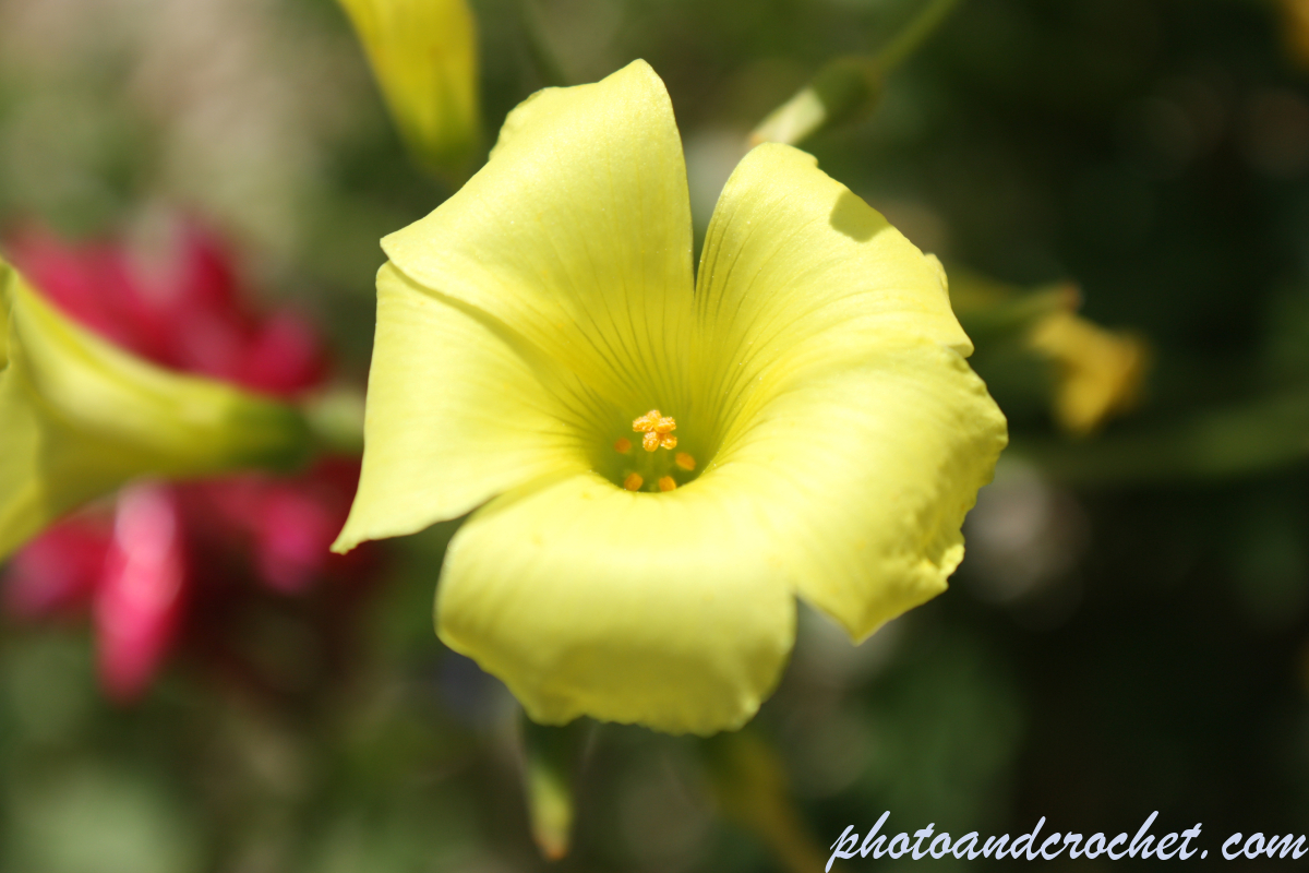 Mediterranean Rock Rose - Image
