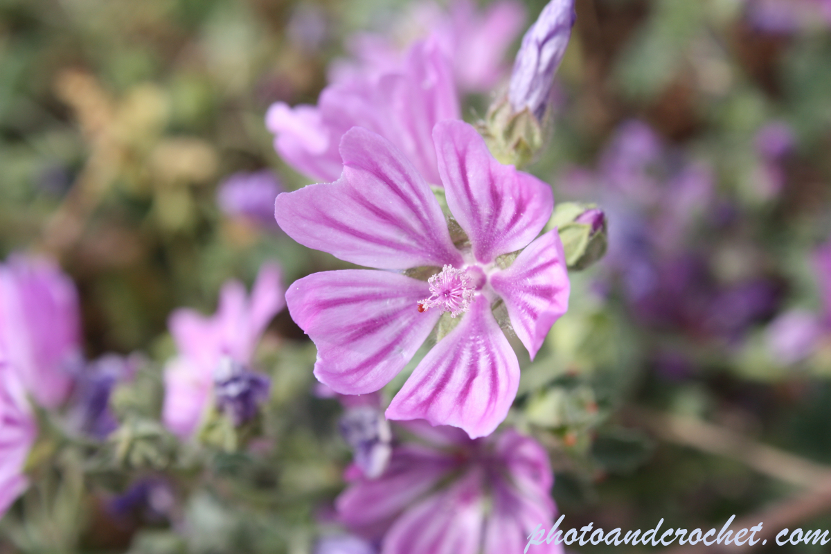 Geranium molle - Image