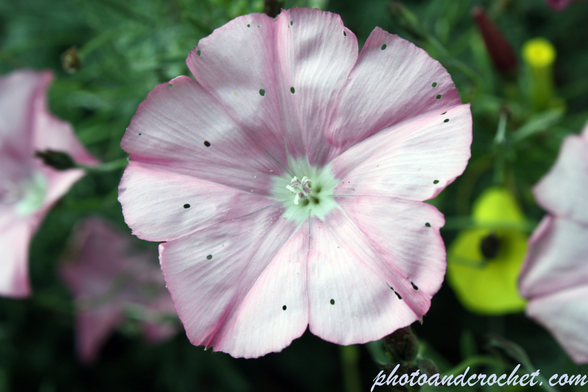 Field Bind Weed - Image