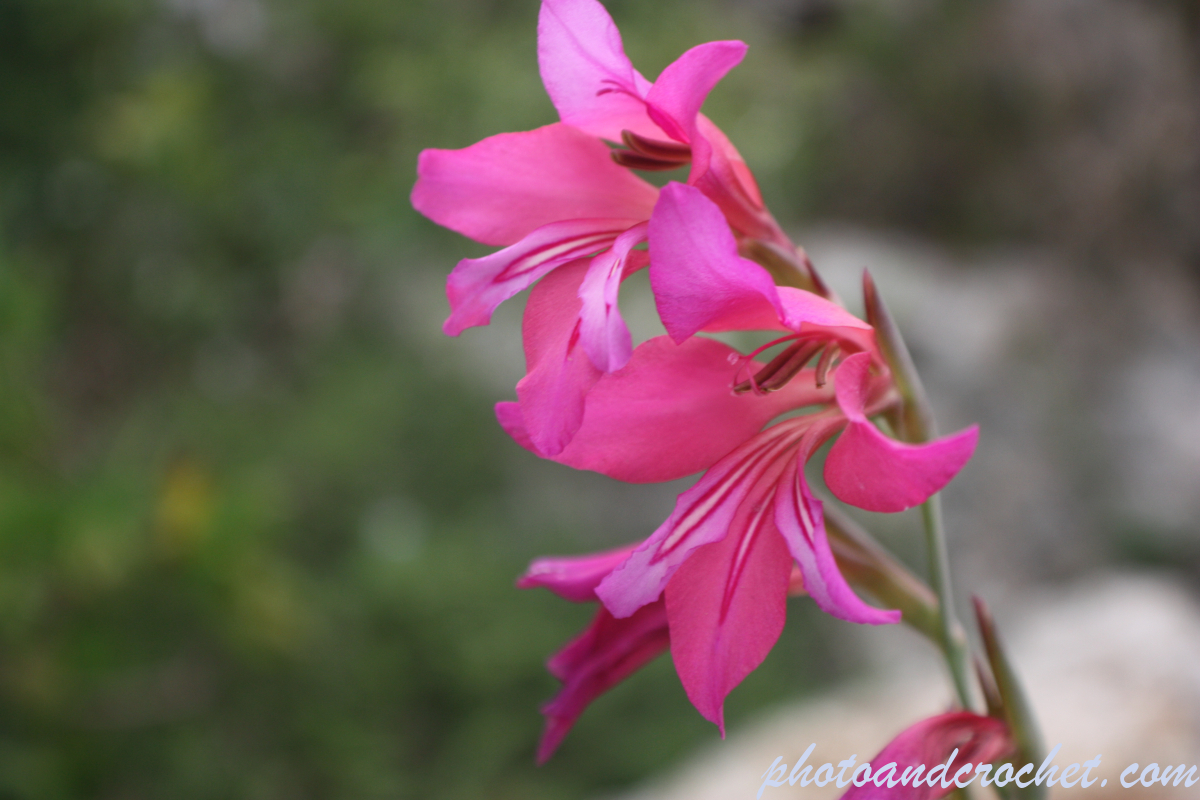 Field Gladiolus - Image
