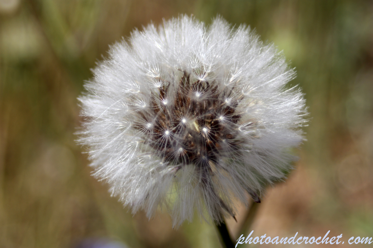 Dandelion - Image