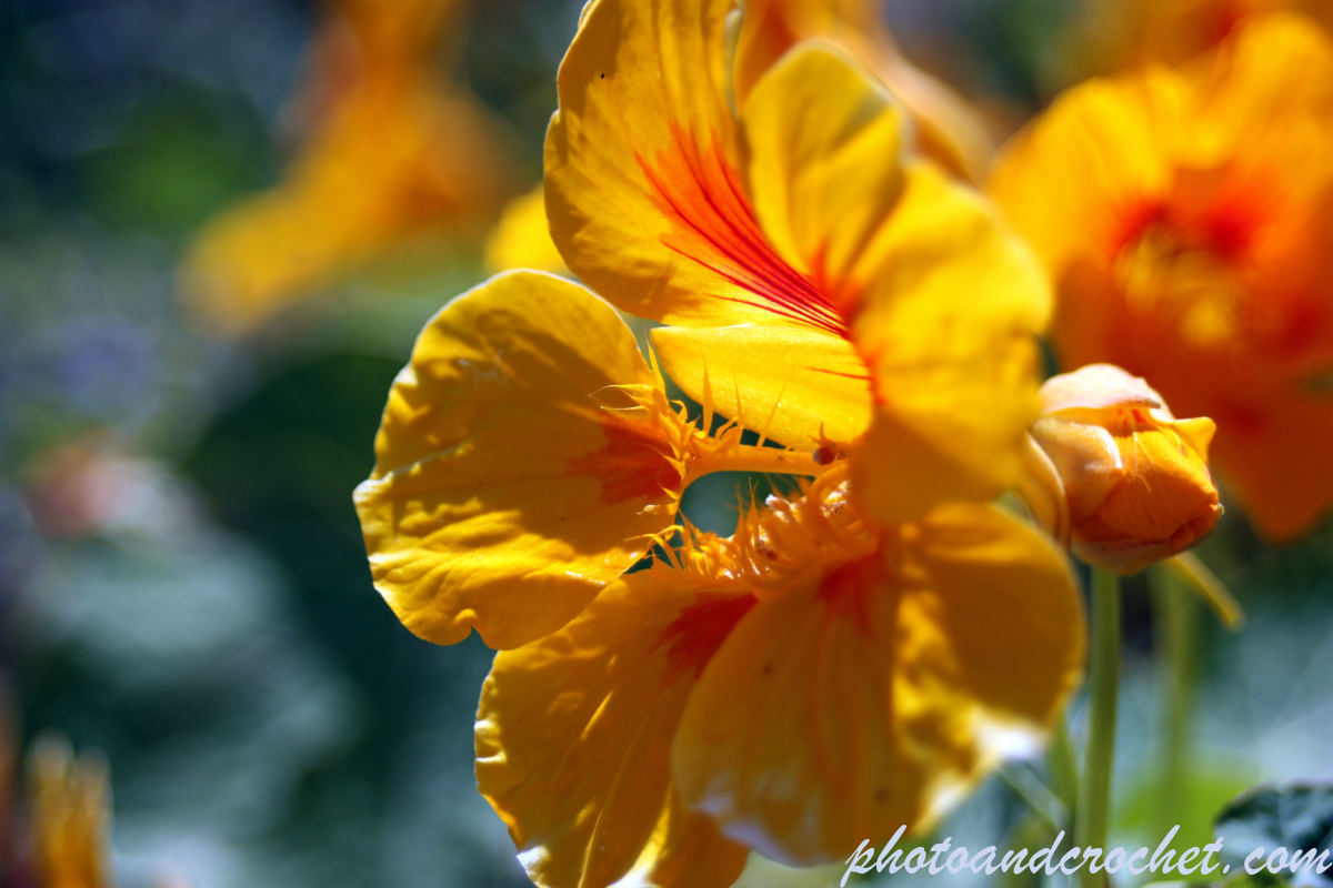 Garden Nasturtium - Image