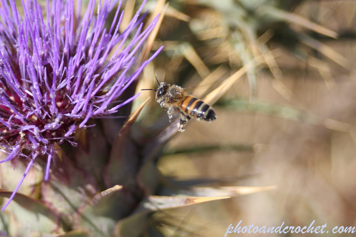 Blue Thistle - Image