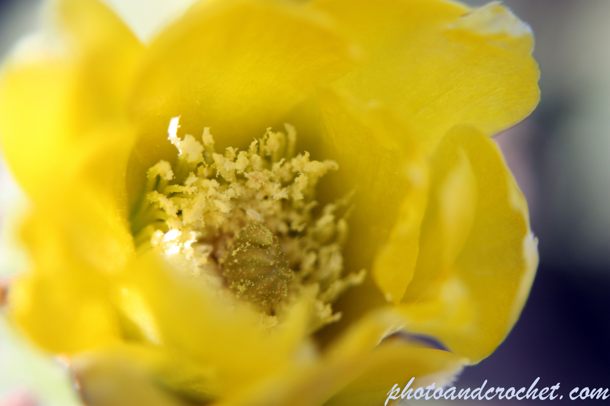 Prickly Pear - Image