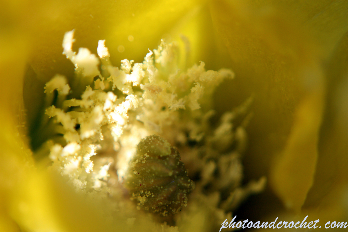 Prickly Pear - Image