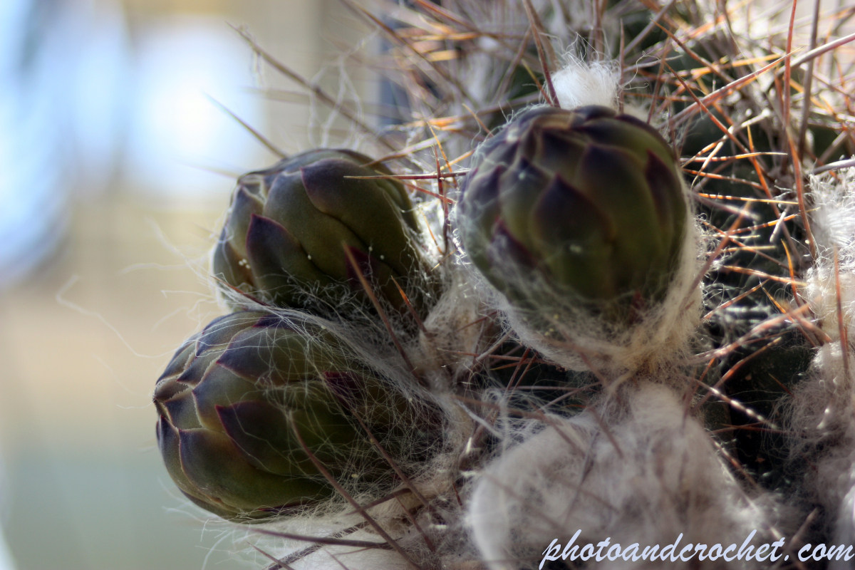 Prickly Pear - Image