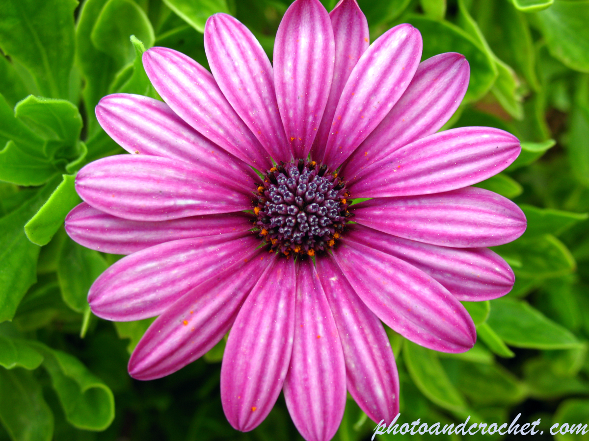 African Daisy - Image
