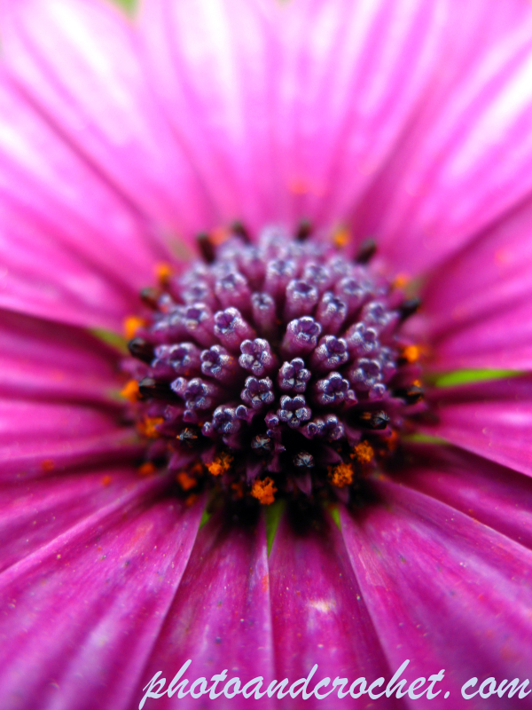 African Daisy - Image