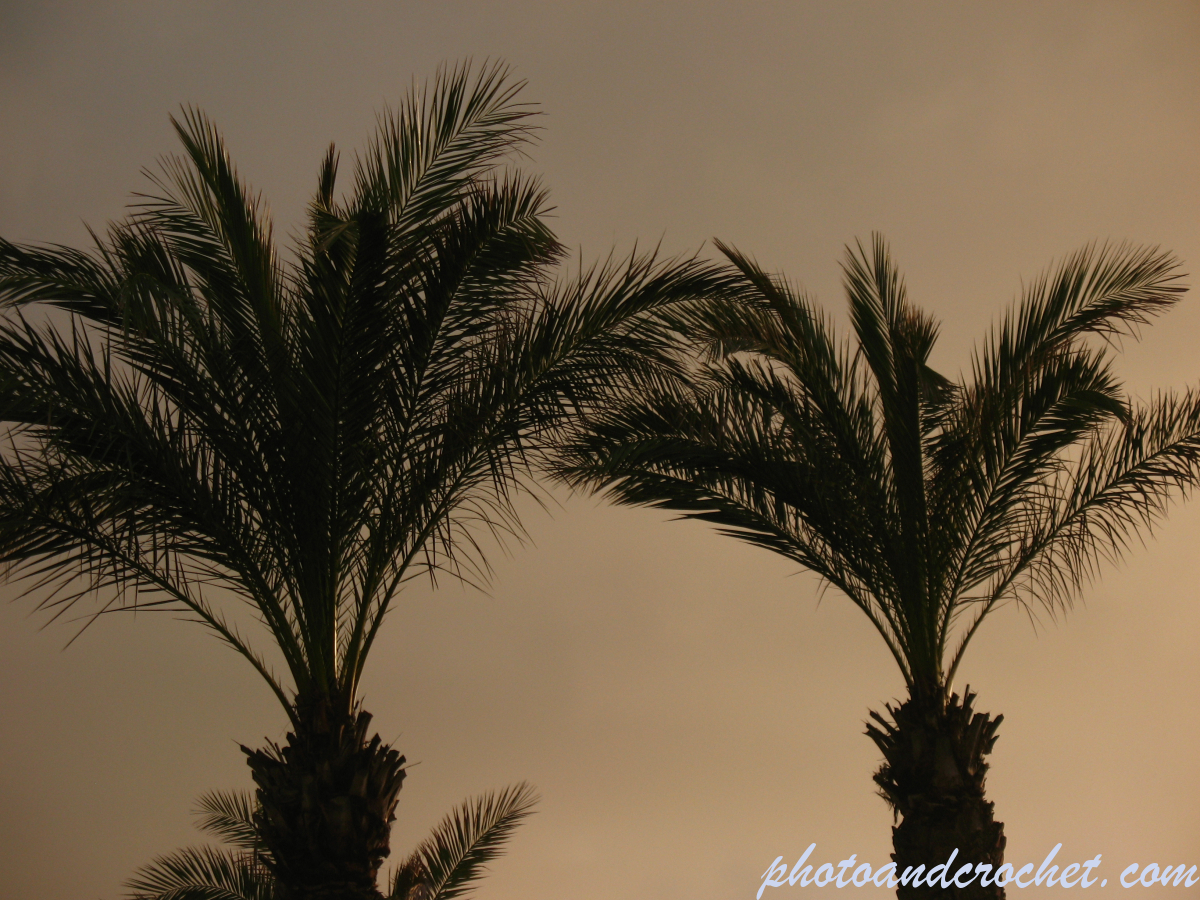 Palm tree - Image