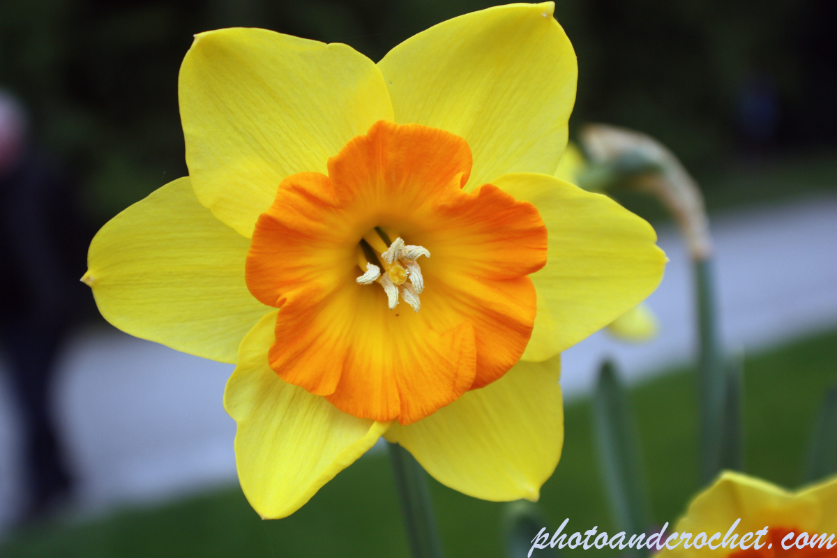Narcissus - daffodil - Image