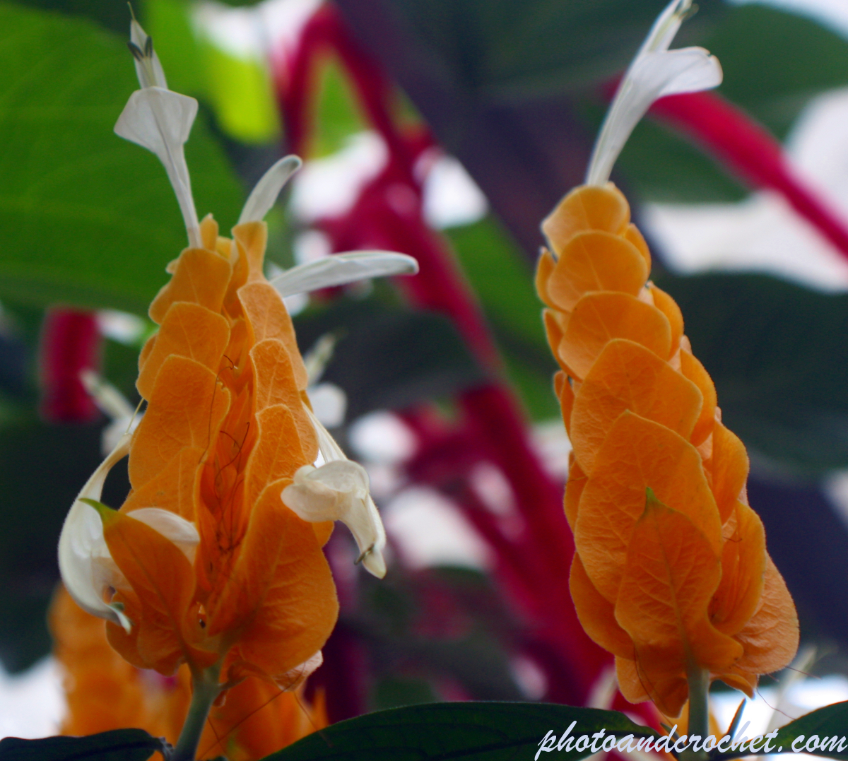 Golden Candles - Image