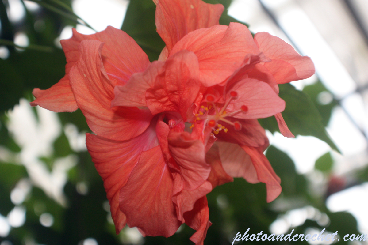 Hibiscus - Image