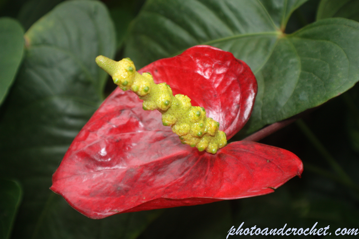 Flamingo Flower - Image