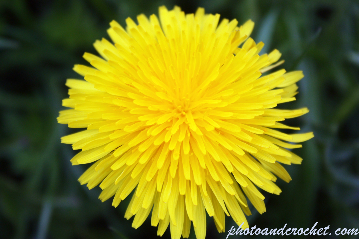 Dandelion - Image