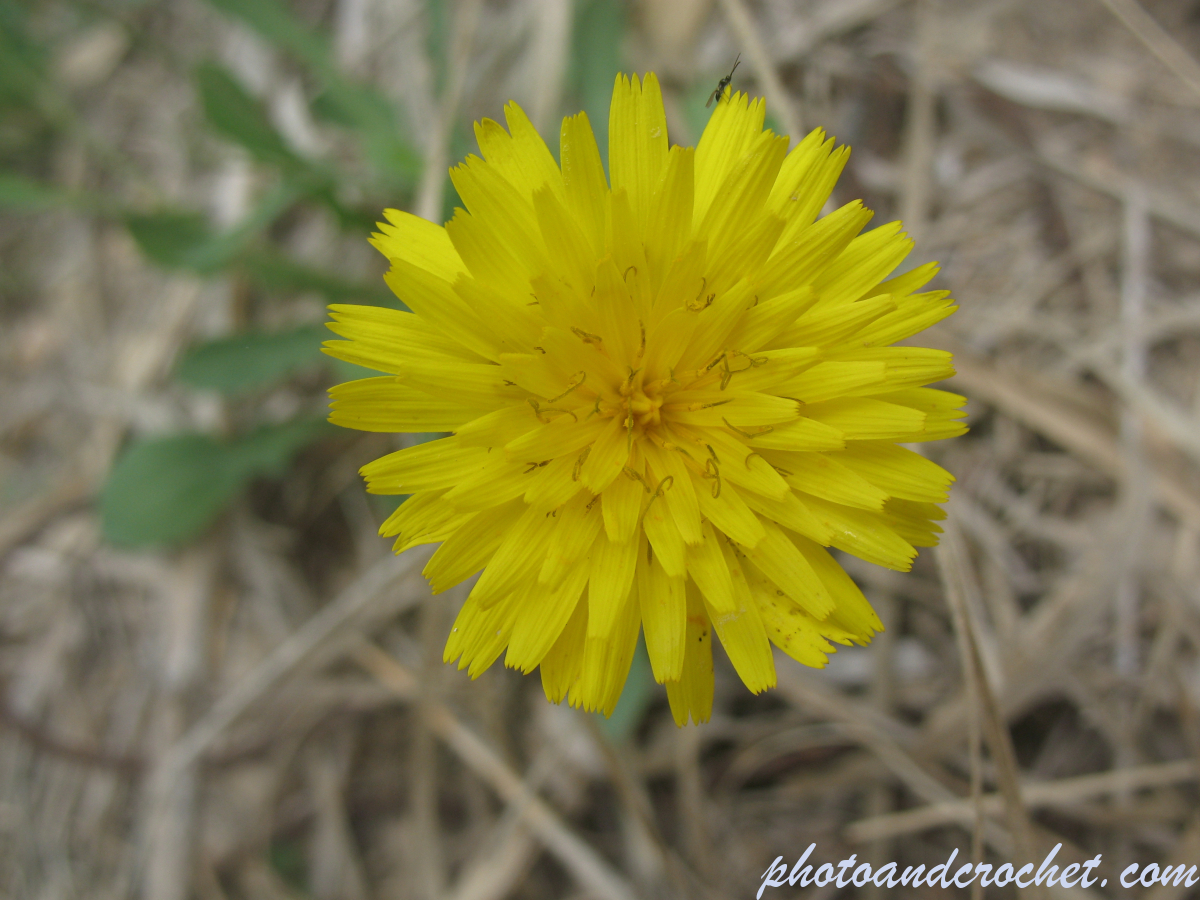 Bristly Oxtongue - Image
