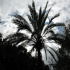 Palm tree - Image