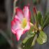 Desert Rose - Image