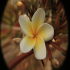 Frangipani - Image