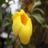 Tropical Allamanda - Image
