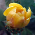 Prickly Pear - Image