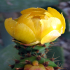 Prickly Pear - Image