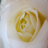Rose - Image